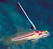 Hi-Fin Goby